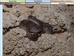 Madagascarophis colubrinus