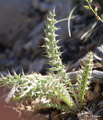 Cirsium arizonicum arizonicum