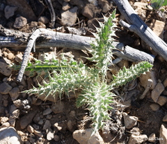 Cirsium arizonicum arizonicum