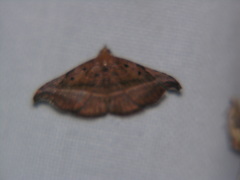 Corgatha ancistrodes