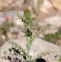 Cirsium arizonicum arizonicum