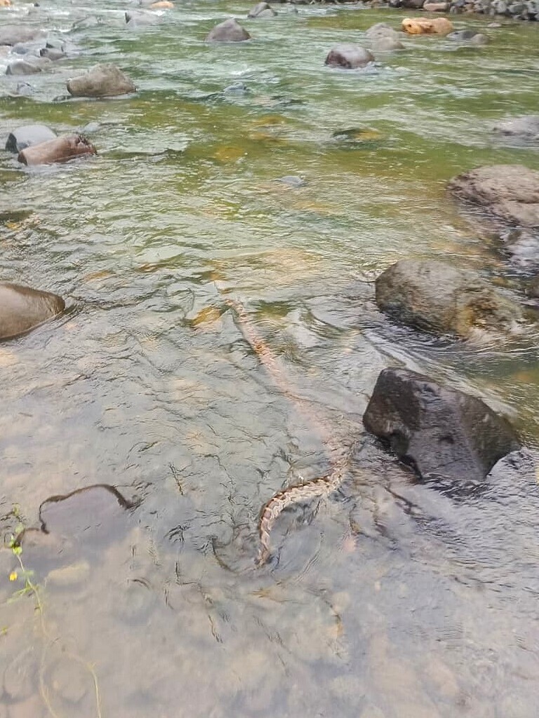 Burmese Python in November 2025 by Legawa, Everest C. · iNaturalist