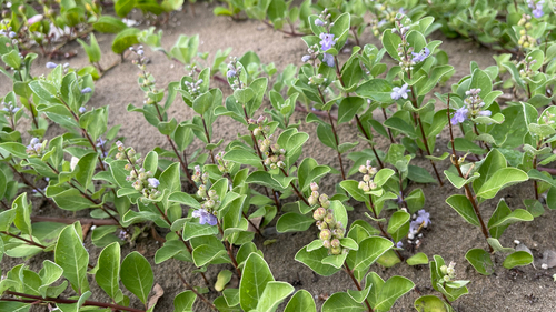 Beach Vitex