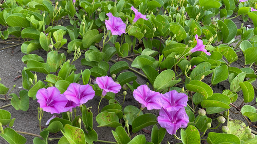 Beach Morning Glory