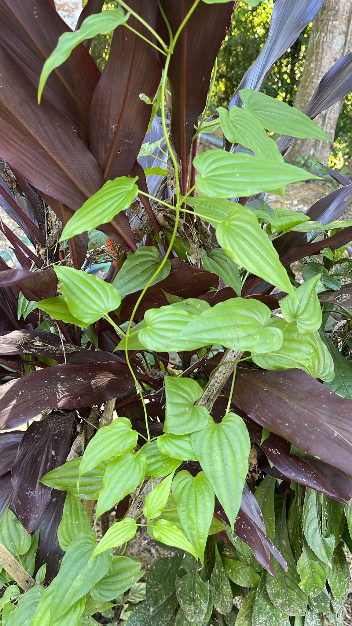 Stemona tuberosa (Stemona tuberosa)