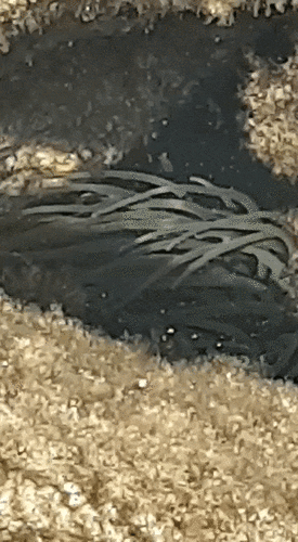 snakelocks anemone