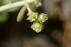 Lenophyllum acutifolium