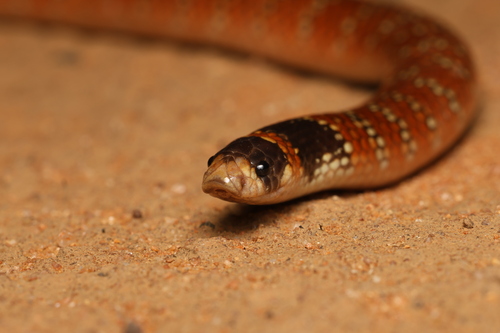 Eastern Shovel-nosed Snake sighting