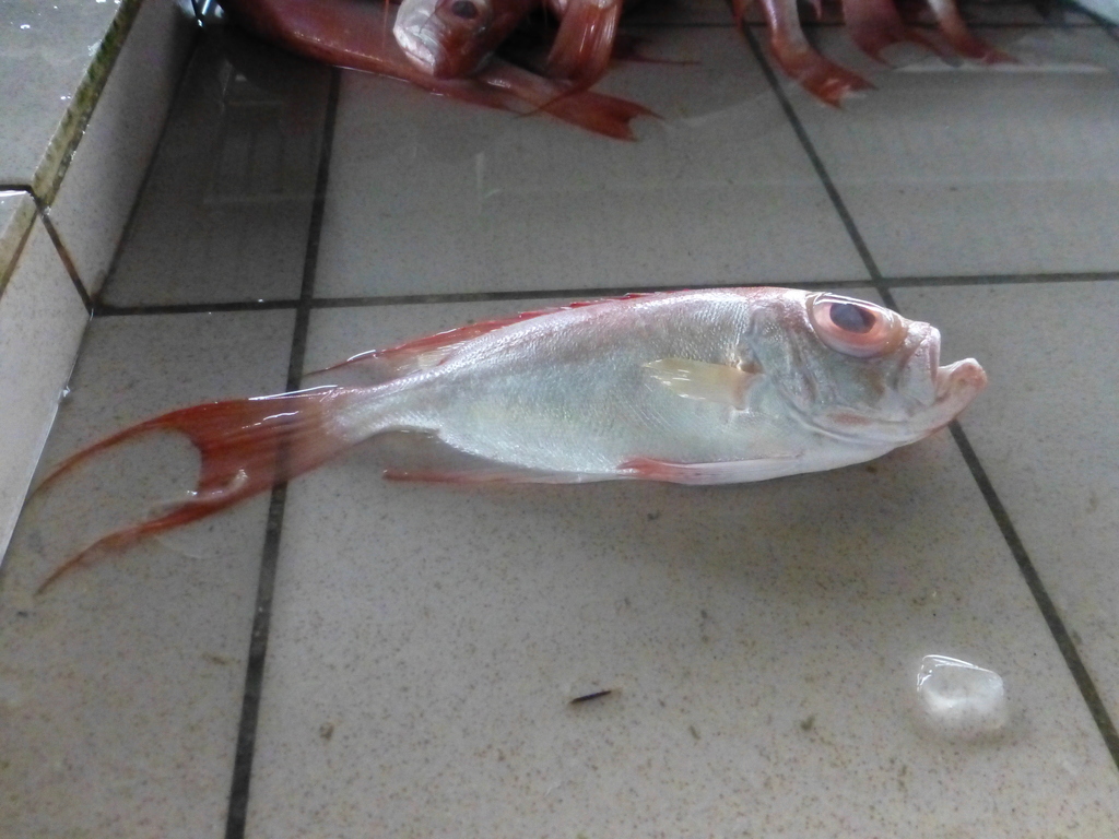 Purplespot Bigeye