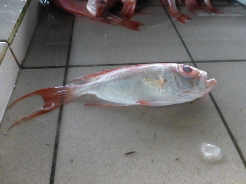 Purperstip-grootoog (Priacanthus tayenus) — Priacanthidae — 3