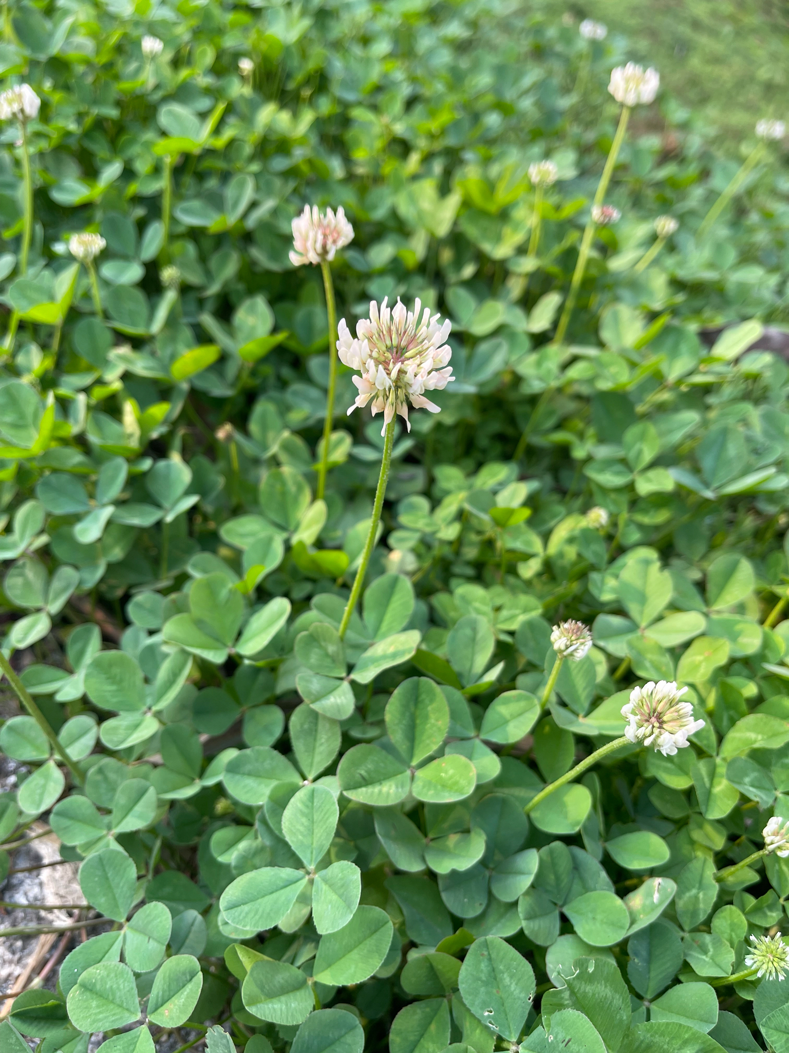 Trifolium repens — ảnh 2
