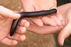 Archispirostreptus gigas