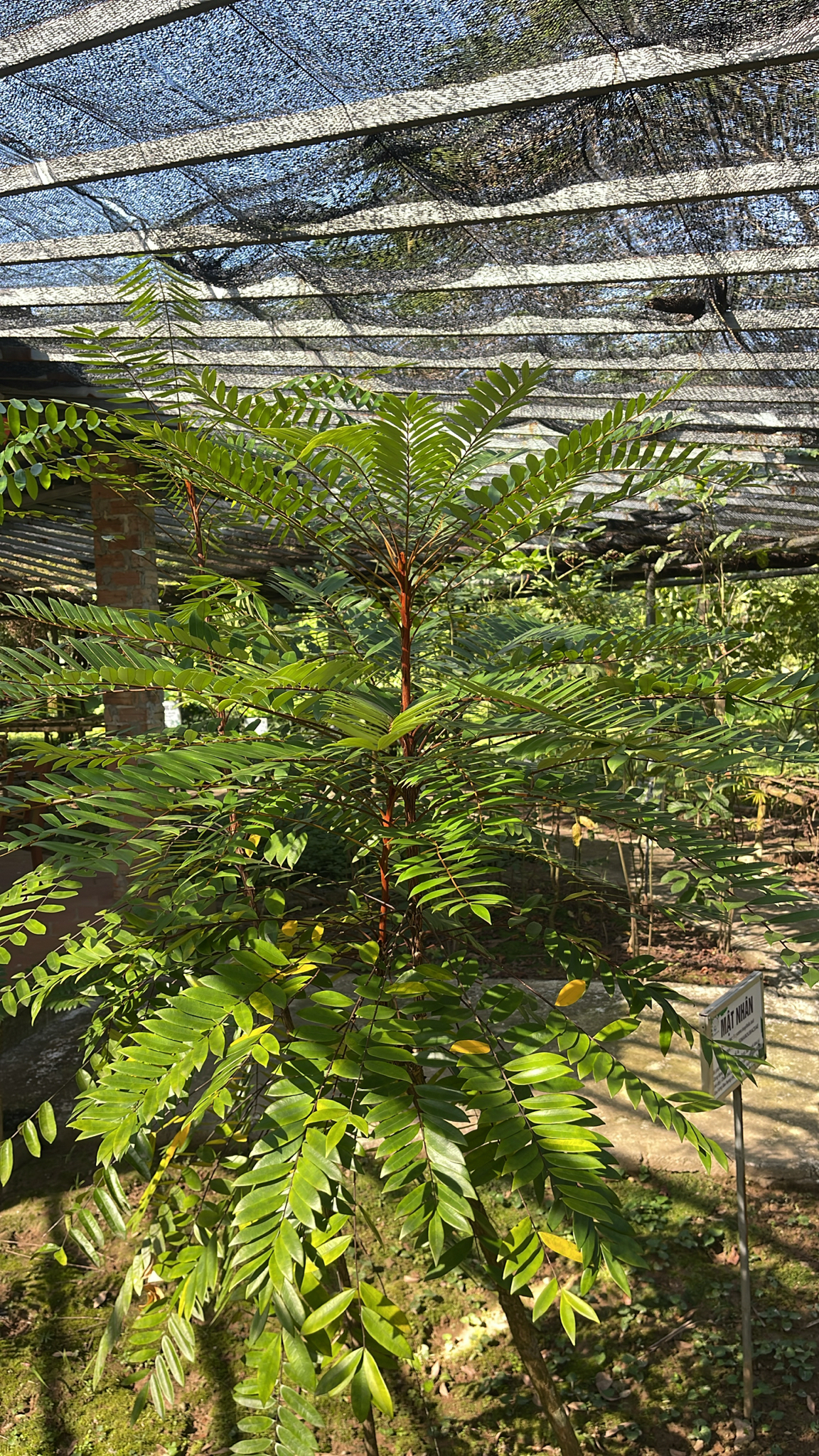 Eurycoma longifolia — ảnh 2