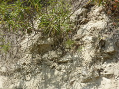 Veronica stenophylla