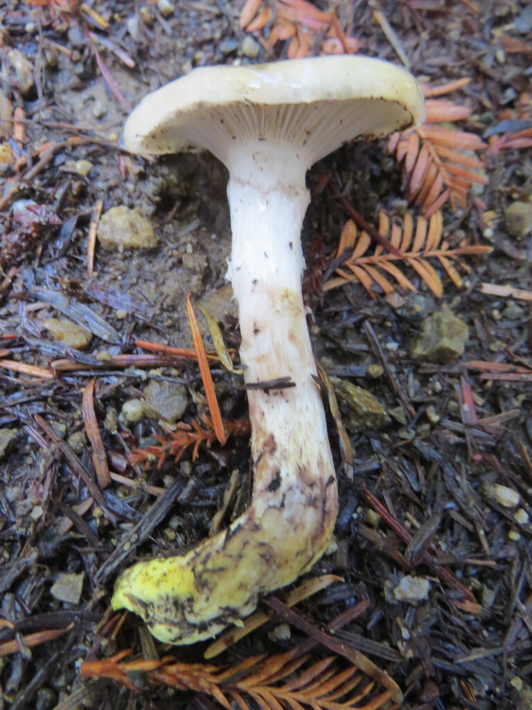 Gomphidius oregonensis · November 2025 · photo: © garth_harwood (iNaturalist, cc-by)