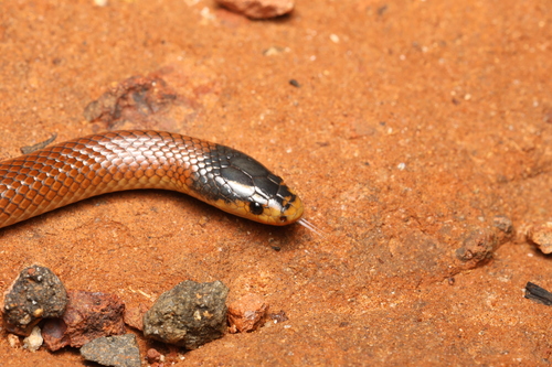 Black-naped Hooded Snake sighting