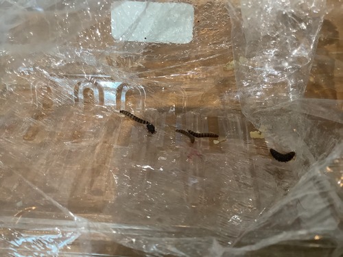Lesser Mealworm photo 2