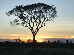 Vochysia thyrsoidea