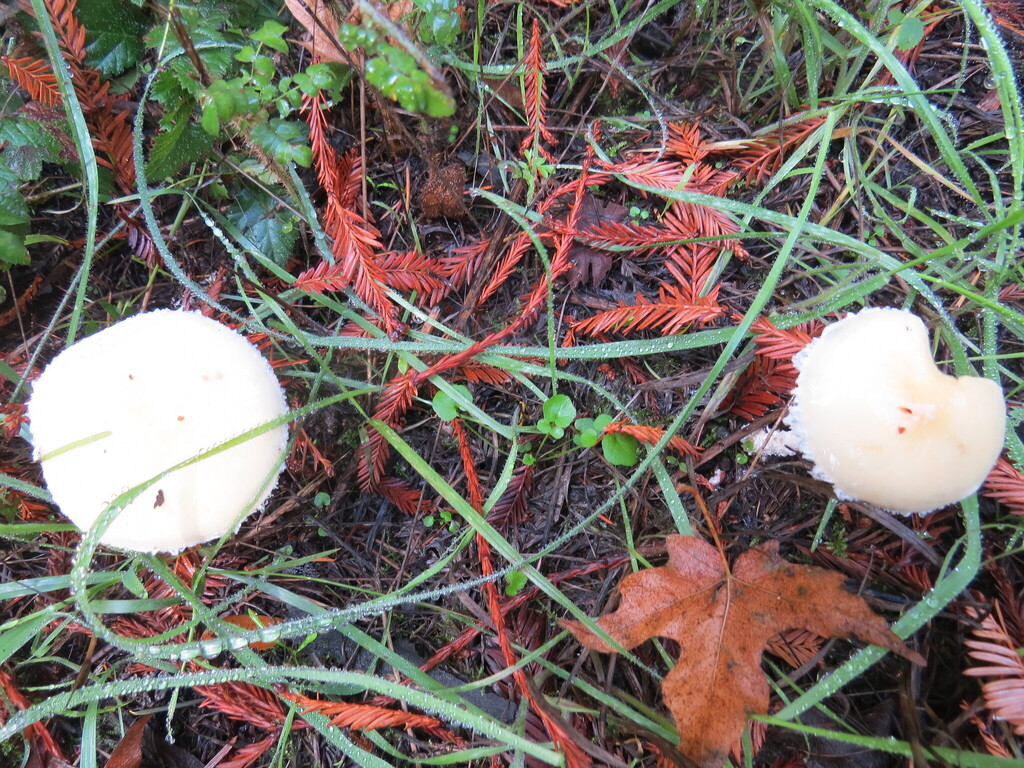 Stropharia ambigua · November 2025 · photo: © garth_harwood (iNaturalist, cc-by)