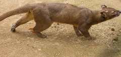 Cryptoprocta ferox