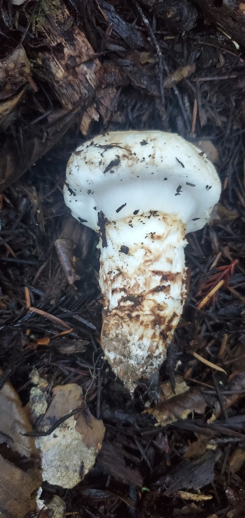 Tricholoma murrillianum · November 2025 · photo: © eric_austin (iNaturalist, cc-by)