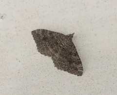 Helastia semisignata