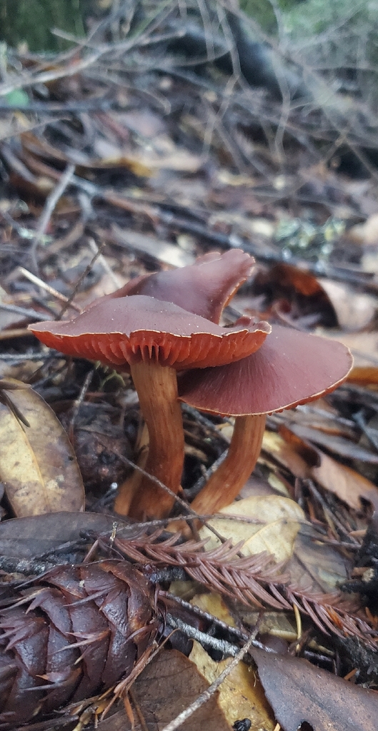 Cortinarius californicus · November 2025 · photo: © eric_austin (iNaturalist, cc-by)