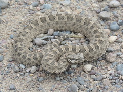 Bothrops ammodytoides