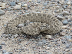 Bothrops ammodytoides