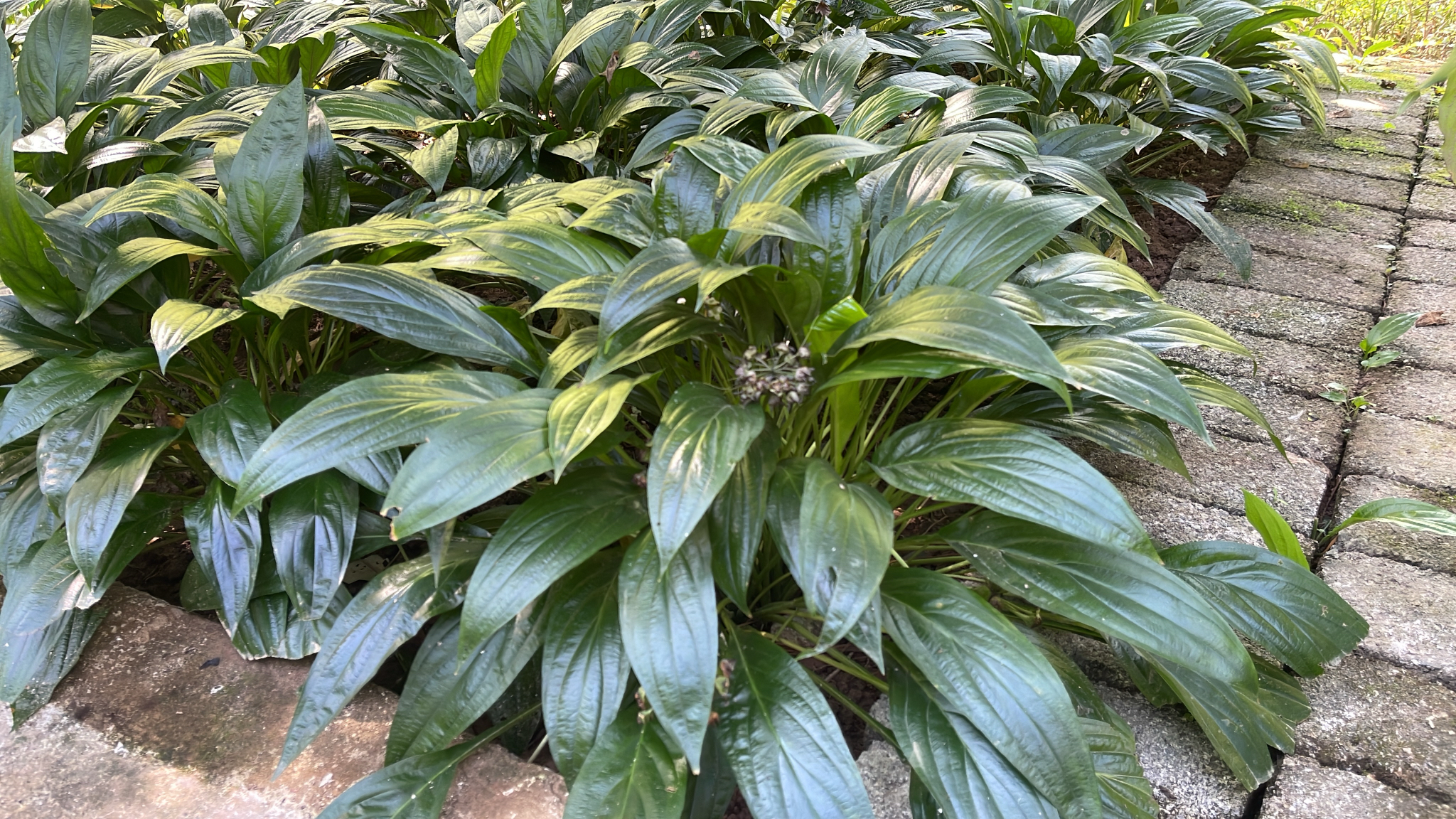 Tacca plantaginea — ảnh 2