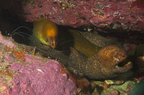 Griffin's moray (Gymnothorax porphyreus) — Muraenidae — 2