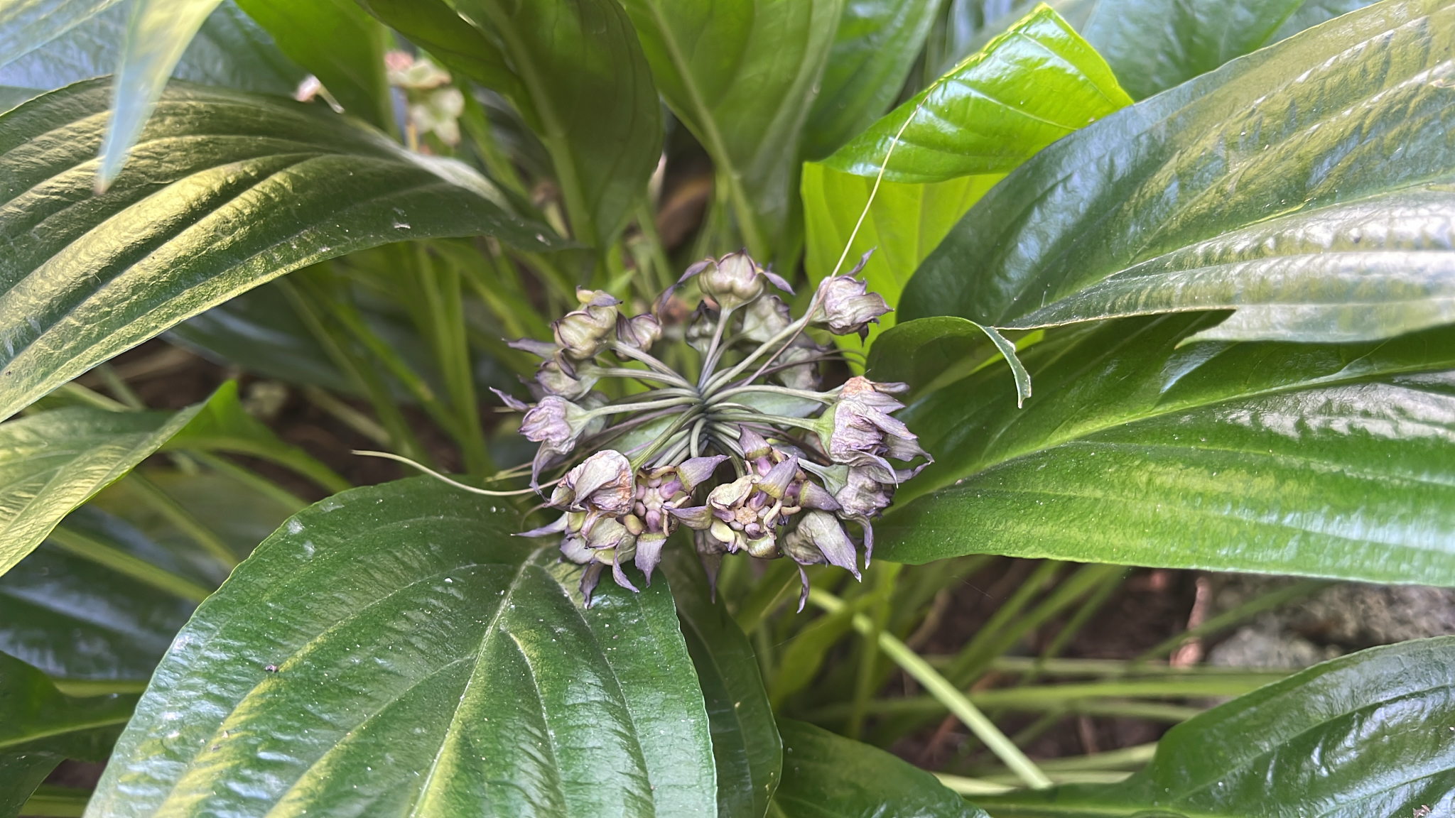 Tacca plantaginea (Tacca plantaginea)