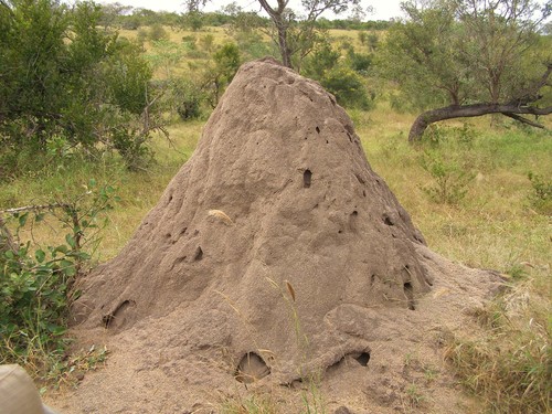 Macrotermes bellicosus