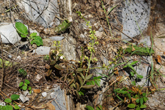 Lenophyllum acutifolium