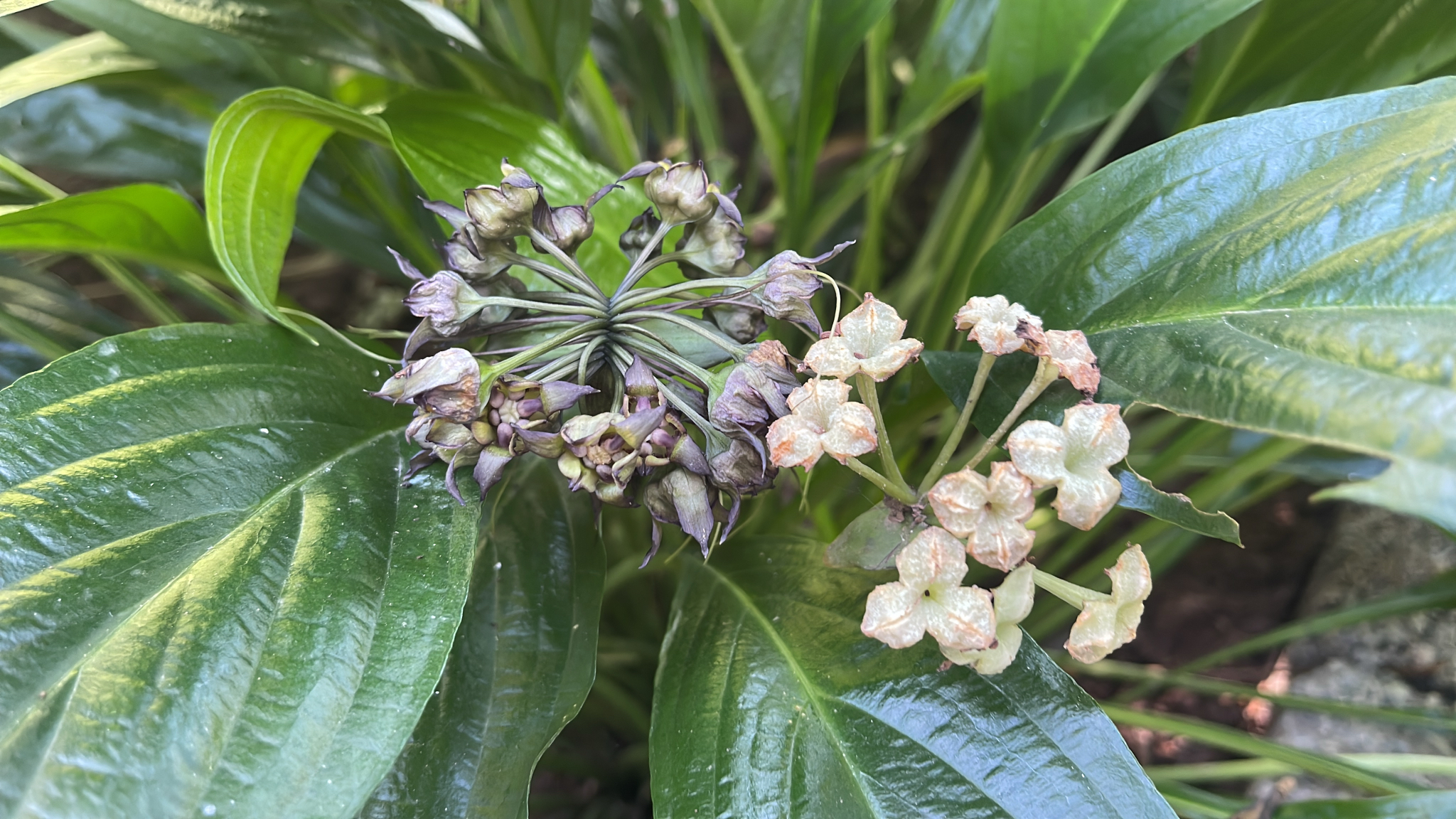 Tacca plantaginea — ảnh 3