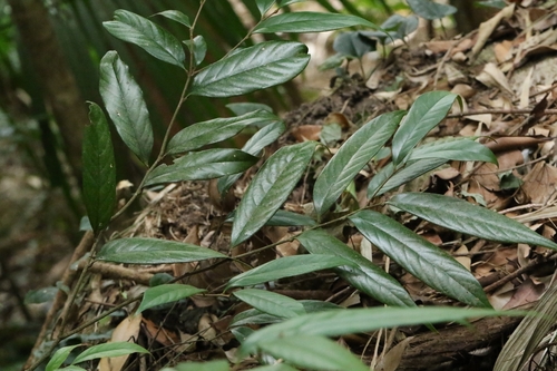 Castanopsis faberi (Castanopsis faberi)