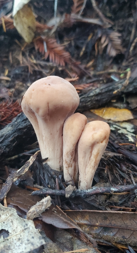 Clavariadelphus occidentalis · November 2025 · photo: © eric_austin (iNaturalist, cc-by)