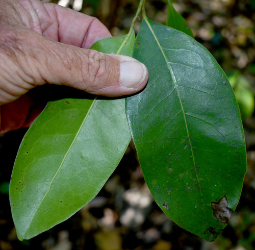 Litsea fawcettiana observed 2025-08-26