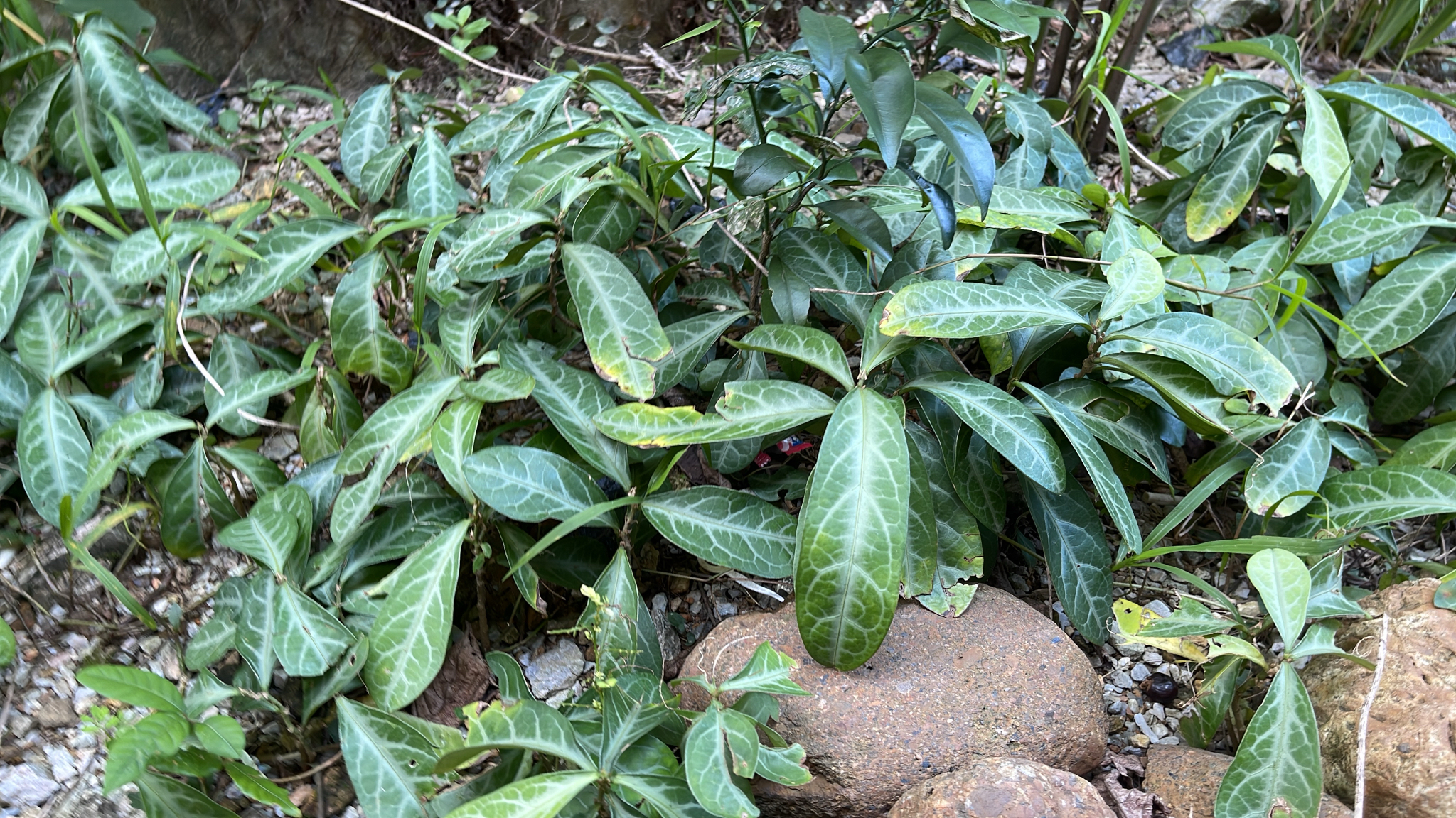 Breynia spatulifolia (Breynia spatulifolia)