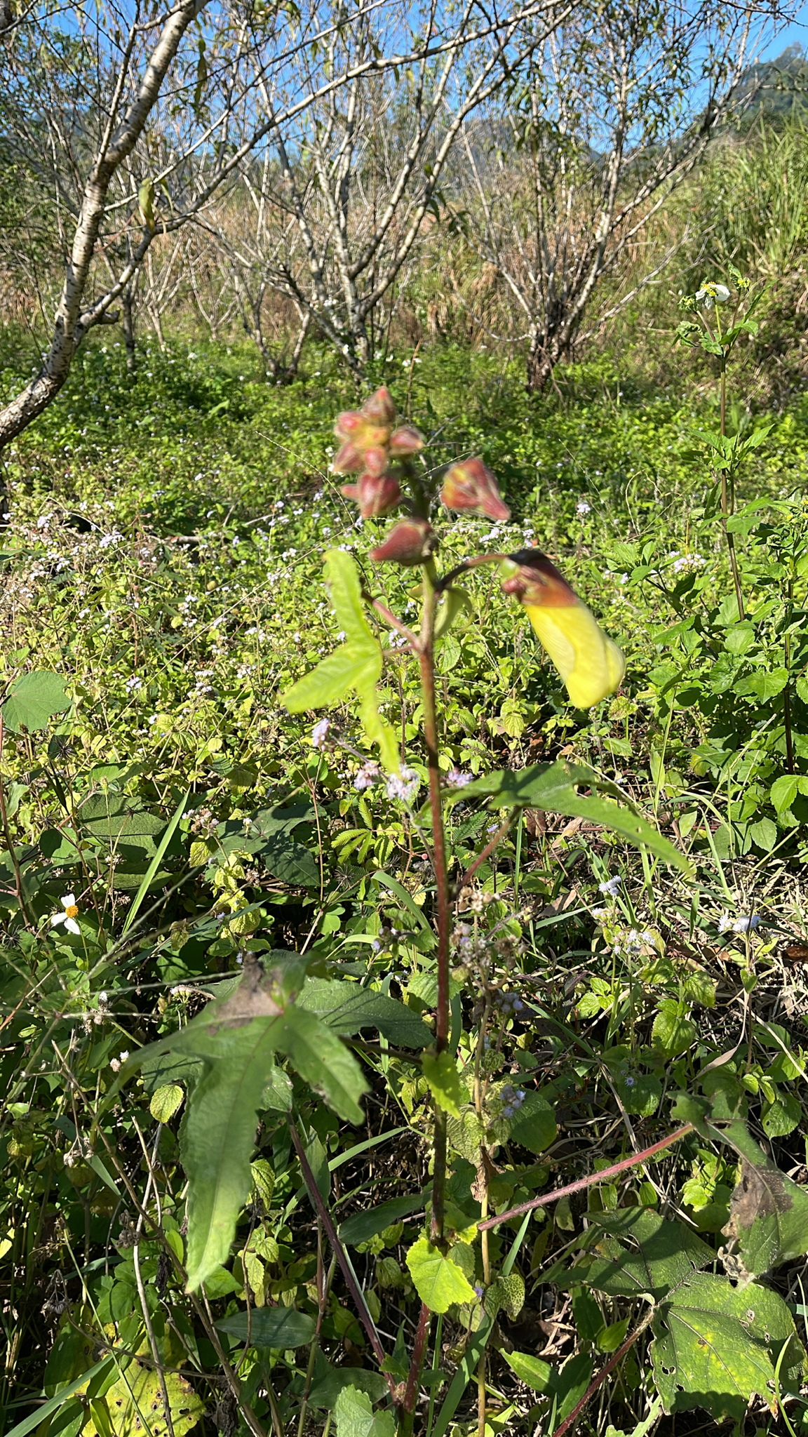 Cây bông vàng — ảnh 2