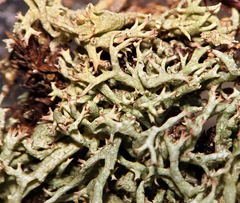 Cladonia dimorphoclada