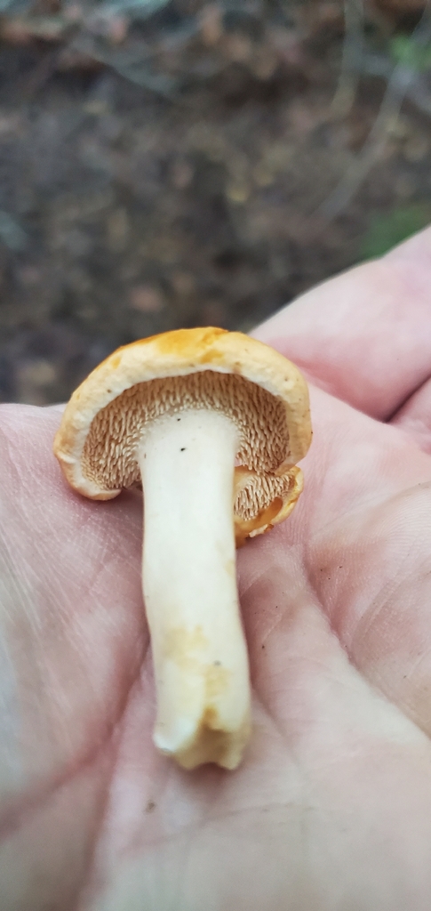 Hydnum oregonense · November 2025 · photo: © eric_austin (iNaturalist, cc-by)