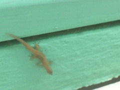Sphaerodactylus