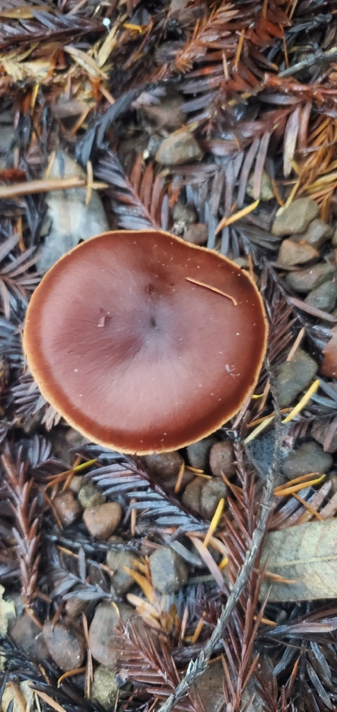 Cortinarius californicus · November 2025 · photo: © eric_austin (iNaturalist, cc-by)