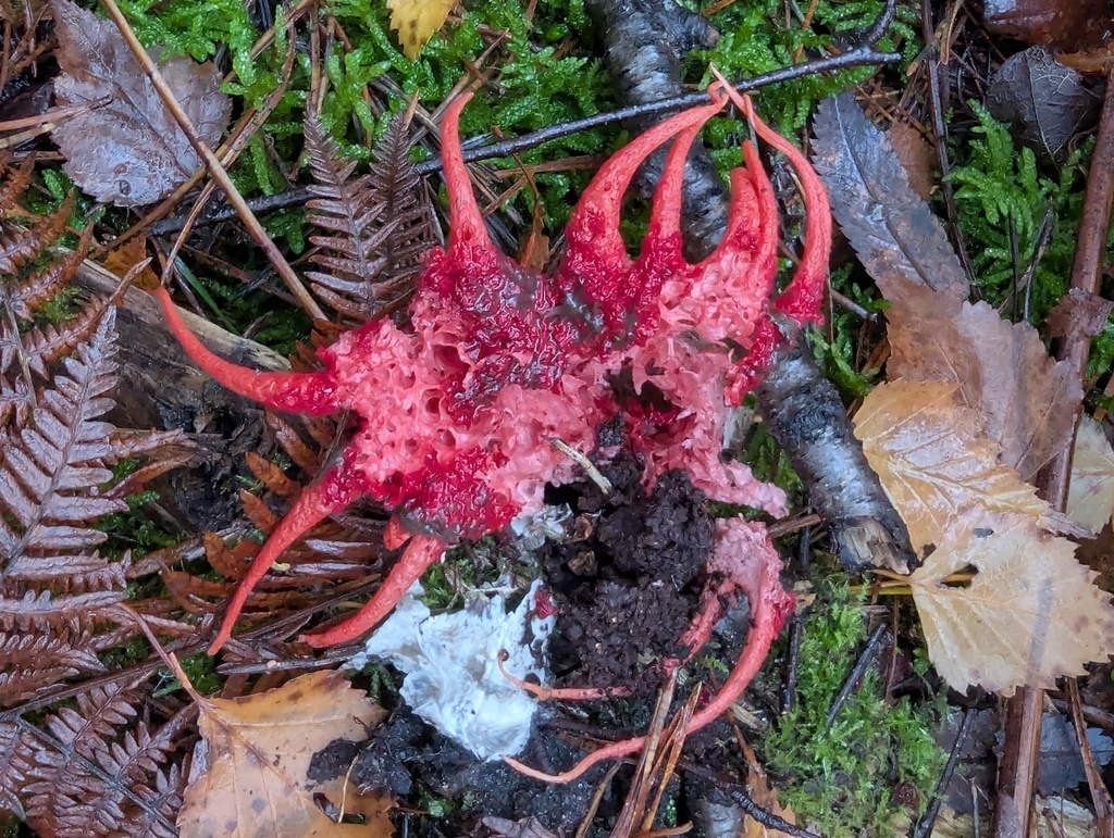 Aseroe rubra · November 2025 · photo: © pilmar (iNaturalist, cc0)