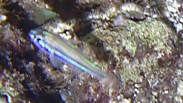 Crown-of-thorns Cardinalfish