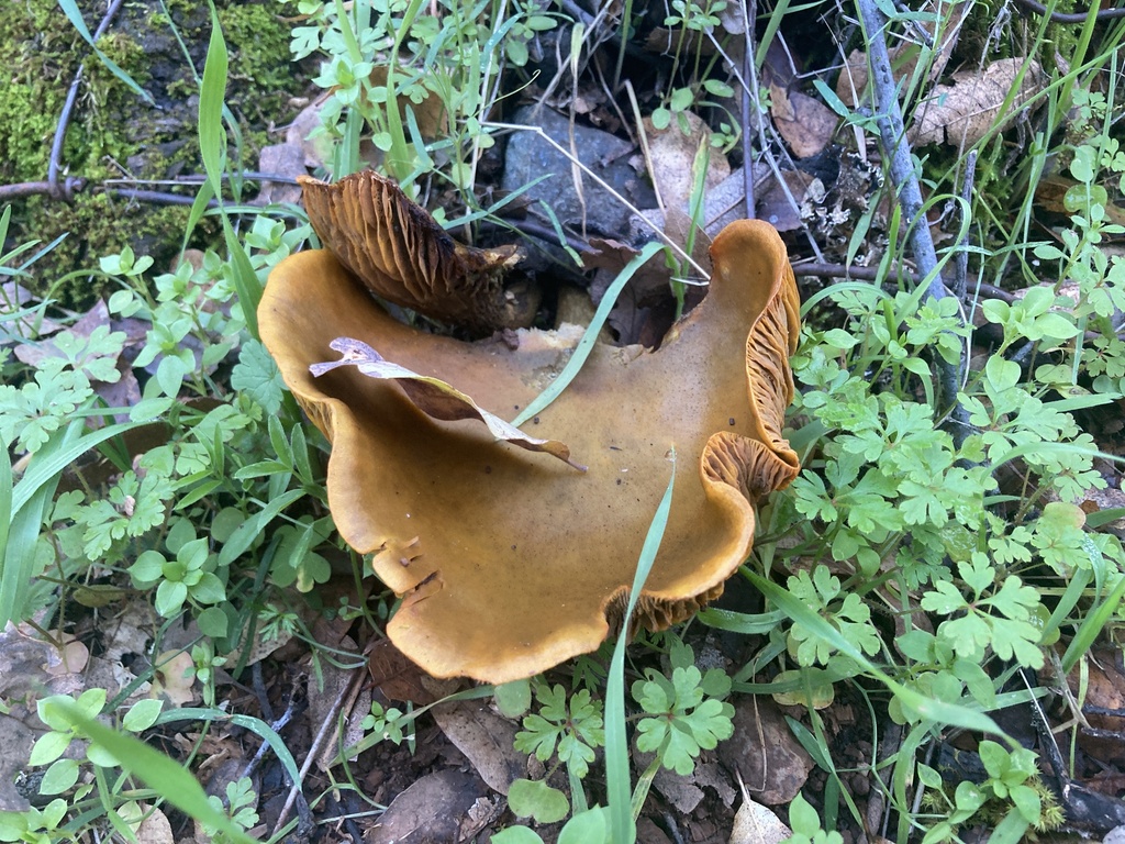 Omphalotus olivascens · November 2025 · photo: © serpophaga (iNaturalist, cc-by)