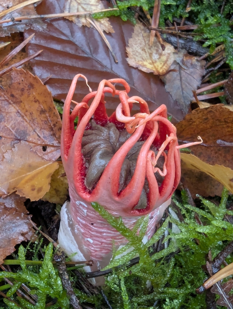 Aseroe rubra