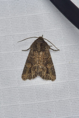 Hexorthodes serrata photo 4