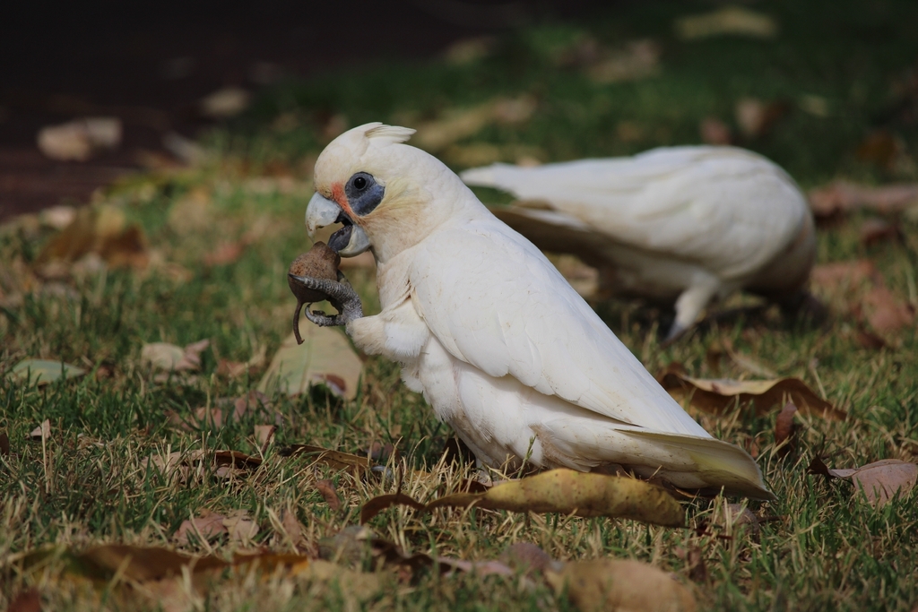 Corella's Mess Little Corella (Emirates Park Zoo | Animals) · iNaturalist